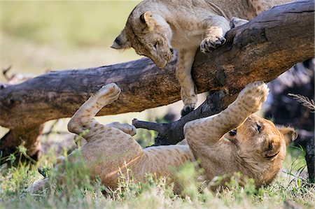 simsearch:862-07690369,k - Kenya, Masai Mara, Narok County. Lion cubs play on a fallen tree trunk in Masai Mara National Reserve. Photographie de stock - Rights-Managed, Code: 862-07690334