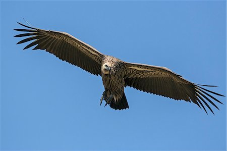 simsearch:862-03888751,k - Kenya, Masai Mara, Narok County. An immature Ruppell s Griffon Vulture swoops down to land beside a dead animal in Masai Mara National Reserve. Stock Photo - Rights-Managed, Code: 862-07690338