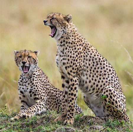 simsearch:862-03367005,k - Kenya, Masai Mara, Narok County. Cheetahs yawn in unison. Fotografie stock - Rights-Managed, Codice: 862-07690339