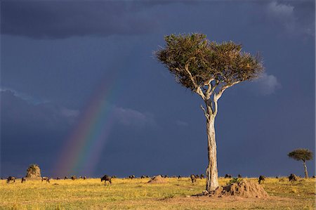 simsearch:862-08090766,k - Kenya, Masai Mara, Narok County.  Wildebeest graze the grassy plains of Masai Mara National Reserve as a rainbow in a threatening sky heralds an approaching rainstorm. Photographie de stock - Rights-Managed, Code: 862-07690346