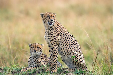 Kenya, Masai Mara, Narok County. Cheetahs look for potential prey from a termite mound in Masai Mara National Reserve. Fotografie stock - Rights-Managed, Codice: 862-07690340
