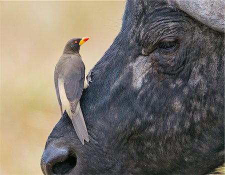 simsearch:862-06543226,k - Kenya, Masai Mara, Narok County. A Yellow-billed Oxpecker perches on the face of a Cape Buffalo in Masai Mara National Reserve. Foto de stock - Direito Controlado, Número: 862-07690342