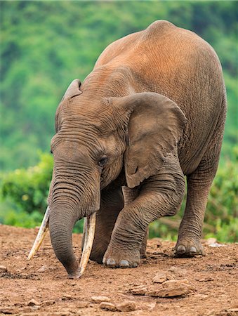 Kenya, Nyeri County, Aberdare National Park. An African elephant loosening soil with its tusks at a saltlick in the Aberdare National Park. Stockbilder - Lizenzpflichtiges, Bildnummer: 862-07690364