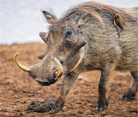 Kenya, Nyeri County, Aberdare National Park. A male warthog with a red-billed Oxpecker on its flank at a saltlick in the Aberdare National Park. Stock Photo - Rights-Managed, Code: 862-07690366