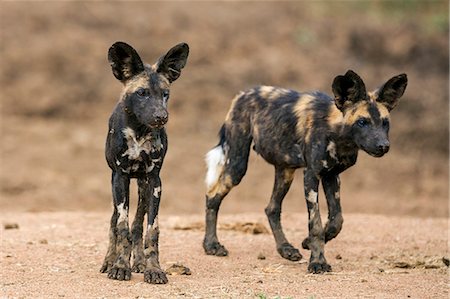 simsearch:862-07690369,k - Kenya, Laikipia County, Laikipia. Two juvenile wild dogs nearing maturity. Photographie de stock - Rights-Managed, Code: 862-07690369