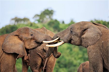 simsearch:862-06542230,k - Kenya, Nyeri County, Aberdare National Park. Bull elephants sparring at a saltlick in the Aberdare National Park. Foto de stock - Con derechos protegidos, Código: 862-07690360