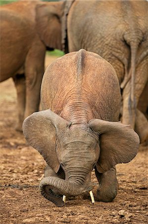 simsearch:862-03731449,k - Kenya, Nyeri County, Aberdare National Park. An African elephant loosening soil with its tusks at a saltlick in the Aberdare National Park. Photographie de stock - Rights-Managed, Code: 862-07690362