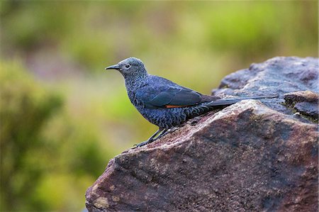 Kenya, Mount Kenya, Rutundu.  A slender-billed Starling on the moorlands of Mount Kenya. Stock Photo - Rights-Managed, Code: 862-07690387