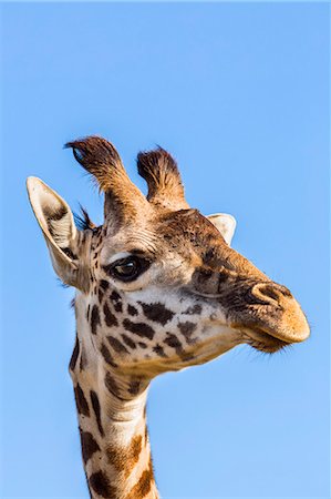 simsearch:862-03807739,k - Kenya, Narok County, Masai Mara.  A young Maasai giraffe. Foto de stock - Con derechos protegidos, Código: 862-07690381