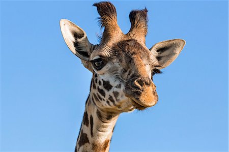 simsearch:862-07690369,k - Kenya, Narok County, Masai Mara.  A young Maasai giraffe. Photographie de stock - Rights-Managed, Code: 862-07690382