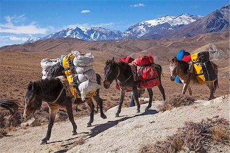 donkey loaded - Nepal, Mustang. Pack ponies carrying bags and supplies between Lo Manthang and Dhi. Stock Photo - Rights-Managed, Code: 862-07690481