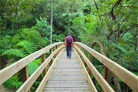 scenic north island new zealand - Man walking across footbridge on Waiomu Kauri Grove trail, Thames, Coromandel Peninsula, North Island, New Zealand (MR) Stock Photo - Rights-Managed, Code: 862-07690509