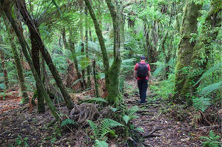 simsearch:862-07690519,k - Man hiking through forest on Kauaeranga Kauri Trail, Thames, Coromandel Peninsula, North Island, New Zealand (MR) Photographie de stock - Rights-Managed, Code: 862-07690513