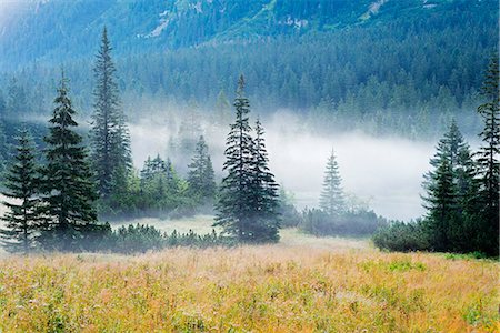 forest and mountain in europe - Europe, Poland, Carpathian Mountains, Zakopane, early morning mist Stock Photo - Rights-Managed, Code: 862-07690578