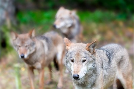Europe, Poland, Bialowieza National Park, European Bison show reserve, Eurasian wolf, Canis lupus lupus Foto de stock - Con derechos protegidos, Código: 862-07690607