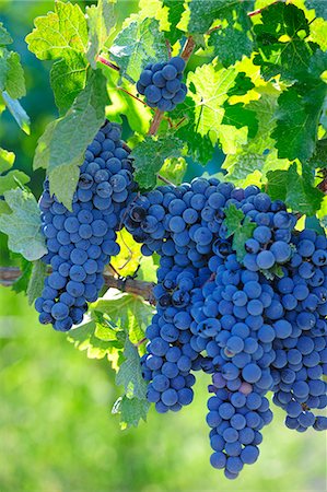 simsearch:862-03712205,k - Grapes ready for the harvest. Lau, Palmela. Portugal Photographie de stock - Rights-Managed, Code: 862-07690654