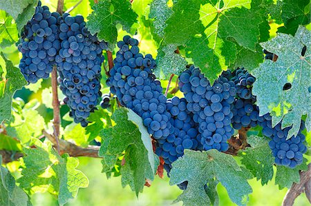 simsearch:879-09191243,k - Grapes ready for the harvest. Lau, Palmela. Portugal Photographie de stock - Rights-Managed, Code: 862-07690655