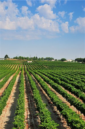 palmela - Vineyards. Palmela, Portugal Stock Photo - Rights-Managed, Code: 862-07690653