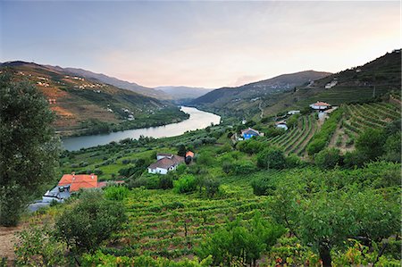 The Douro river and the terraced vineyards of the Port wine near Mesao Frio. A Unesco World Heritage site, Portugal Foto de stock - Direito Controlado, Número: 862-07690667