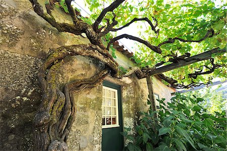 A very old vine in Quinta de Tormes, the old house of Eca de Queiroz, one the most important 19th century Portuguese  writers. Baiao, Portugal Foto de stock - Con derechos protegidos, Código: 862-07690661
