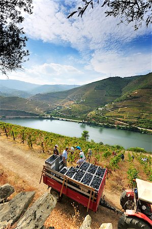 Grapes harvest along the Douro river, near Covelinhas. Alto Douro, a Unesco World Heritage Site, Portugal Stock Photo - Rights-Managed, Code: 862-07690674