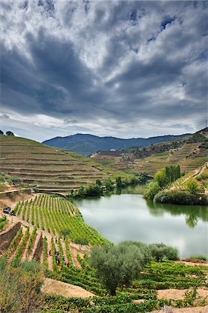 Grapes harvest along the river Tedo, a tributary of the river Douro. Alto Douro, a Unesco World Heritage Site, Portugal Stock Photo - Rights-Managed, Code: 862-07690676
