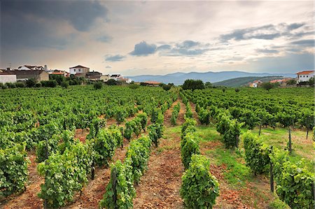 portuguese farm - Vineyards of the grape variety Muscat (Moscatel). Favaios, Alto Douro. A Unesco World Heritage Site, Portugal Stock Photo - Rights-Managed, Code: 862-07690678