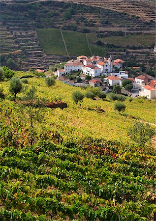 simsearch:862-05999242,k - Vineyards in Vilarinho dos Freires, Santa Marta de Penaguiao. Alto Douro, a Unesco World Heritage Site. Portugal Photographie de stock - Rights-Managed, Code: 862-07690671