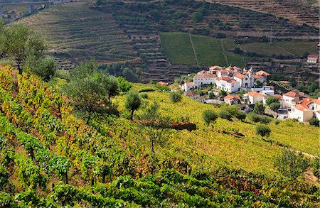 portuguese farm - Vineyards in Vilarinho dos Freires, Santa Marta de Penaguiao. Alto Douro, a Unesco World Heritage Site. Portugal Stock Photo - Rights-Managed, Code: 862-07690672