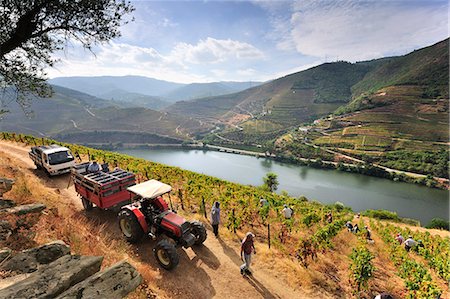 portuguese farm - Grapes harvest along the Douro river, near Covelinhas. Alto Douro, a Unesco World Heritage Site, Portugal Stock Photo - Rights-Managed, Code: 862-07690673