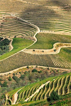 pinhao - Terraced vineyards along the Douro river during the grapes harvest. Ervedosa do Douro, A Unesco World Heritage Site, Portugal Stock Photo - Rights-Managed, Code: 862-07690682