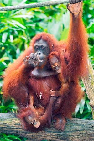 South East Asia, Singapore, Singapore zoo, Orangutan (Pongo borneo) Photographie de stock - Rights-Managed, Code: 862-07690821