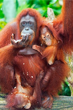 South East Asia, Singapore, Singapore zoo, Orangutan (Pongo borneo) Photographie de stock - Rights-Managed, Code: 862-07690822