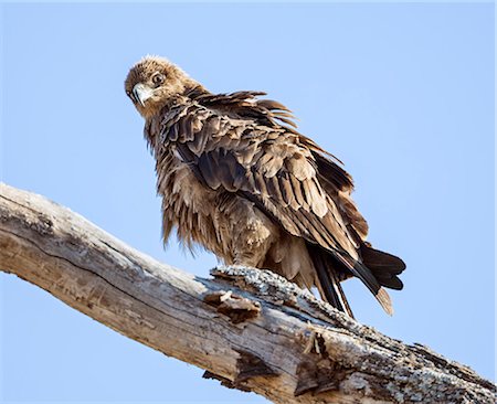 Uganda, Kidepo. A Tawny Eagle in Kidepo Valley National Park. Photographie de stock - Rights-Managed, Code: 862-07690946