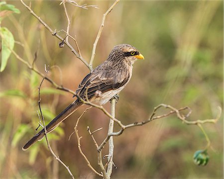 simsearch:862-06543142,k - Uganda, Kidepo. A Yellow-billed Shrike in Kidepo Valley National Park. Stock Photo - Rights-Managed, Code: 862-07690947