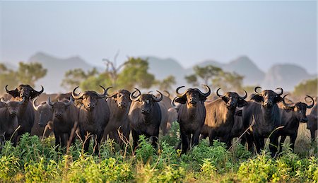 Uganda, Kidepo. One of many large herds of buffalo that can be seen in the Kidepo Valley National Park which covers 1,436  sq km of wilderness in the spectacular northeast of Uganda, bordering Southern Sudan. Photographie de stock - Rights-Managed, Code: 862-07690943