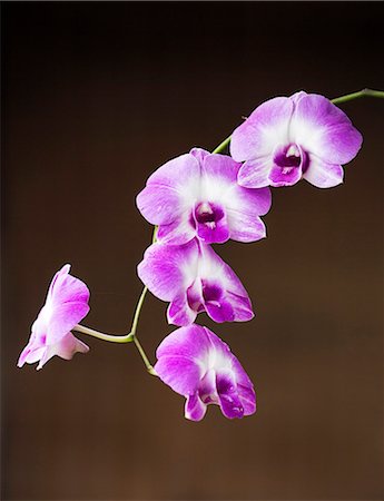 simsearch:862-03437713,k - Vietnam, Cai Be, Mekong Delta. A Phalaenopsis orchid growing on the banks of the Mekong River. Stockbilder - Lizenzpflichtiges, Bildnummer: 862-07690985