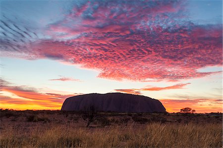 simsearch:862-03730946,k - Uluru Kata Tjuta national park, Northern Territory, Australia. Uluru at sunrise Photographie de stock - Rights-Managed, Code: 862-07909374