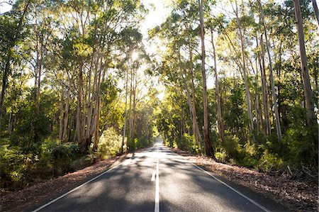 simsearch:862-08272900,k - Victoria, Australia. Road through eucalyptus forest Foto de stock - Direito Controlado, Número: 862-07909377