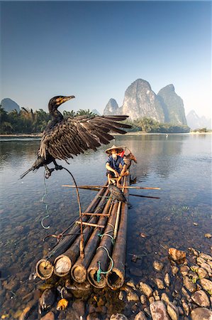 China, Guanxi, Yangshuo. Old chinese fisherman on the Li river, fishing with cormorants (MR) Fotografie stock - Rights-Managed, Codice: 862-07909461