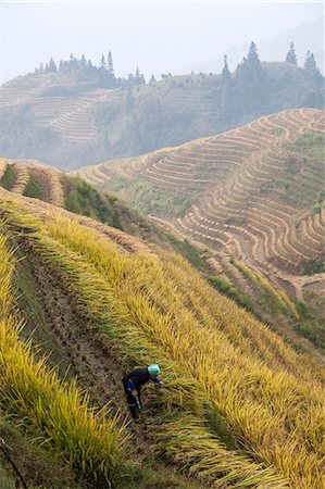 simsearch:862-07909492,k - Longsheng (Longji or Dragon's backbone) rice terraces near Guilin, Guanxi, China. Woman of Zhuang etnicity working in the fields (MR) Foto de stock - Con derechos protegidos, Código: 862-07909486