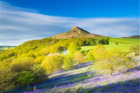 United Kingdom, England, North Yorkshire, Great Ayton. Spring bluebells at Roseberry Topping. Photographie de stock - Rights-Managed, Code: 862-07909599