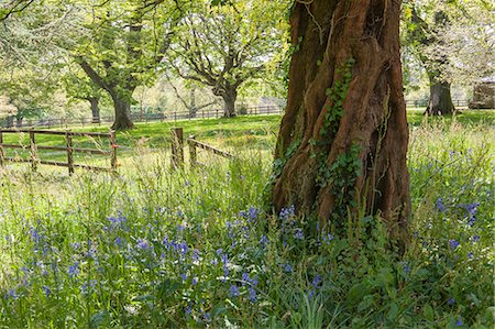 Trewithen Gardens, near Truro, Cornwall, England Stock Photo - Rights-Managed, Code: 862-07909687