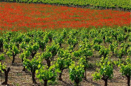 Vineyards, Ardàche, Rhônes-Alpes, France Foto de stock - Con derechos protegidos, Código: 862-07909725