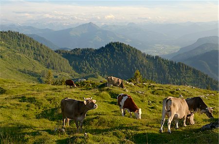 Cows, Reit im Winkl, Bavaria, Germany Photographie de stock - Rights-Managed, Code: 862-07909771