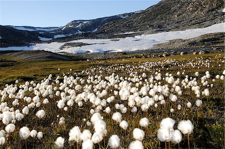 Cotton gras, Hundefjord, Greenland Stock Photo - Rights-Managed, Code: 862-07909884