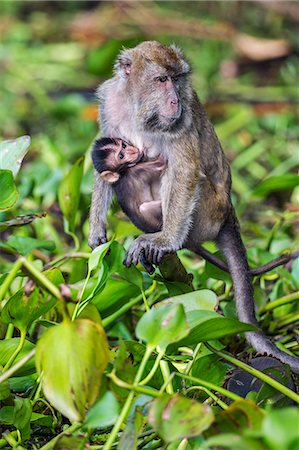 simsearch:862-07909929,k - Indonesia, South Kalimatan, Banjarmasin. A long-tailed macaque monkey and her baby among water hyacinth plants on the edge of the Barito River. Stock Photo - Rights-Managed, Code: 862-07909918