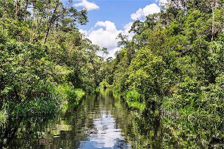 Indonesia, Central Kalimatan, Tanjung Puting National Park. A beautiful stretch of the Leakey Creek near the Sekonyer River. Stock Photo - Rights-Managed, Code: 862-07909929