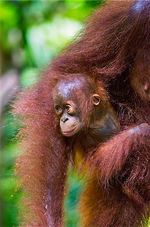 Indonesia, Central Kalimatan, Tanjung Puting National Park. A baby Bornean Orangutan under its mother s arm. Foto de stock - Con derechos protegidos, Código: 862-07909934