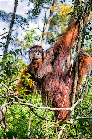 sich aufhängen - Indonesia, Central Kalimatan, Tanjung Puting National Park. A large male Bornean Orangutan with distinctive cheek pads hanging in a tree. Stockbilder - Lizenzpflichtiges, Bildnummer: 862-07909939